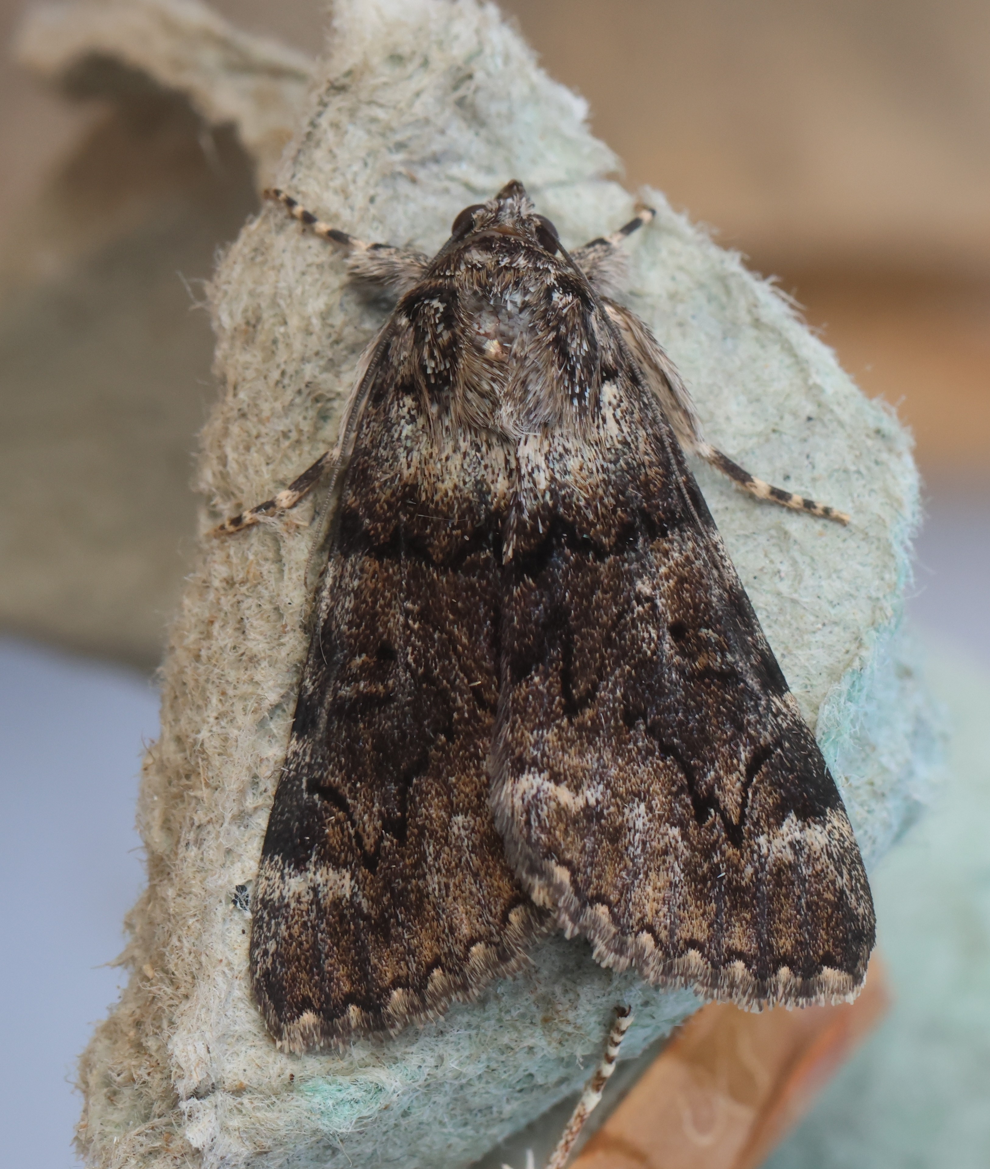 Photo of Oak Yellow Underwing (Catocala nymphagoga)
